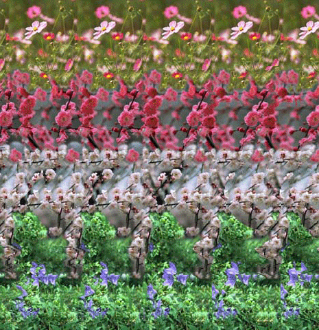 Can You Find a Girl Between Flowers?