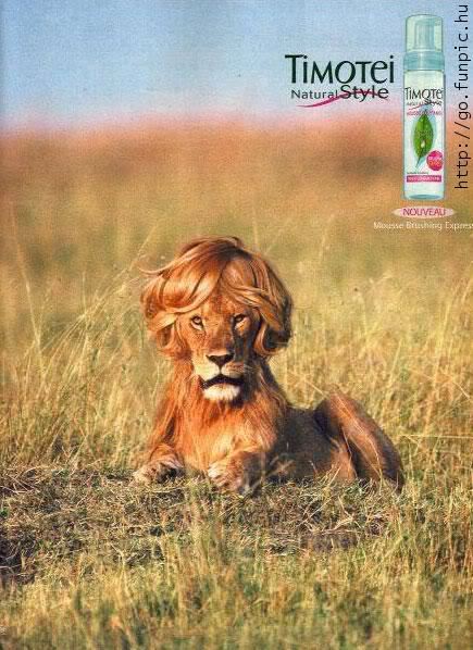 Idiots Around the World (Funny)