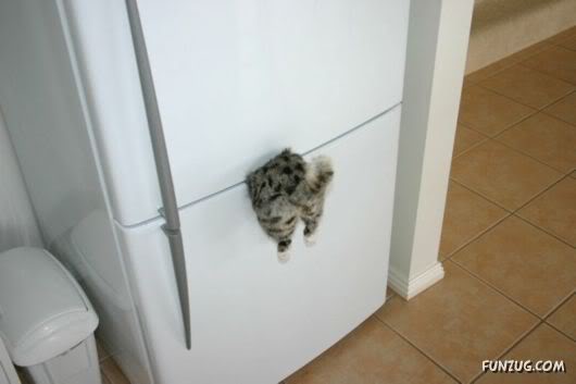 Idiots Around the World (Funny)