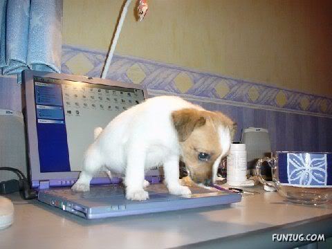 Idiots Around the World (Funny)