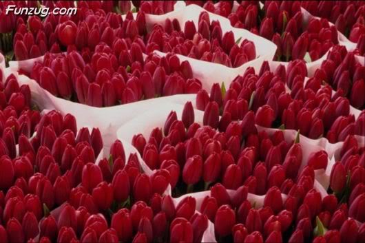 Flowers to Make You Feel Fresh