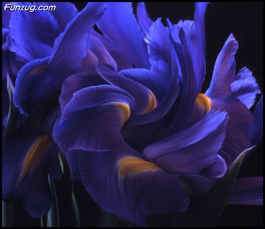 Flowers to Make You Feel Fresh