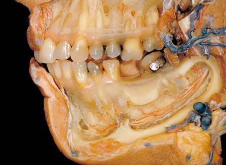 The Human Body - A Dissection (Not for Weak Hearted People)