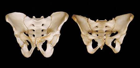 The Human Body - A Dissection (Not for Weak Hearted People)