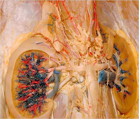 The Human Body - A Dissection (Not for Weak Hearted People)