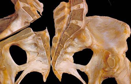 The Human Body - A Dissection (Not for Weak Hearted People)