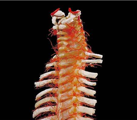 The Human Body - A Dissection (Not for Weak Hearted People)