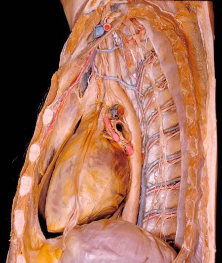 The Human Body - A Dissection (Not for Weak Hearted People)