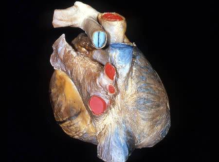 The Human Body - A Dissection (Not for Weak Hearted People)