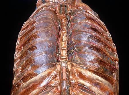 The Human Body - A Dissection (Not for Weak Hearted People)