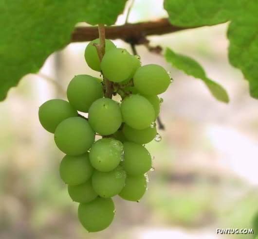 Sweet Grapes from Around The World