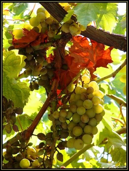 Sweet Grapes from Around The World