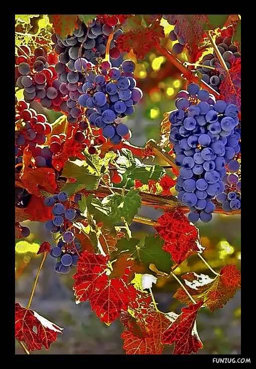 Sweet Grapes from Around The World