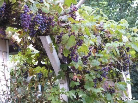 Sweet Grapes from Around The World