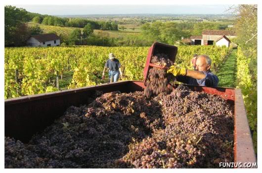 Sweet Grapes from Around The World