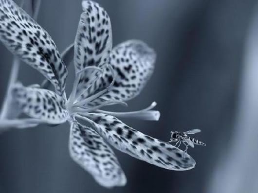 Wonderful Photography Worth Watching