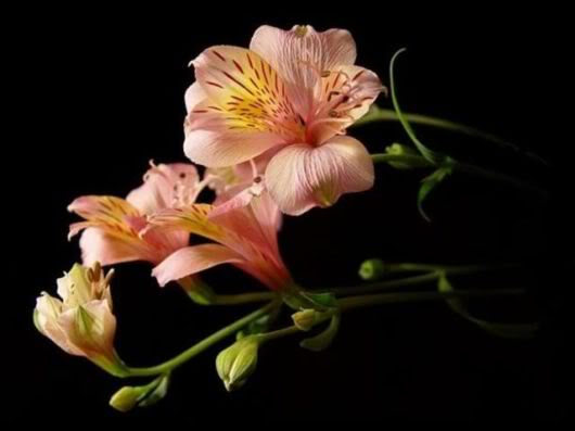 Wonderful Photography Worth Watching