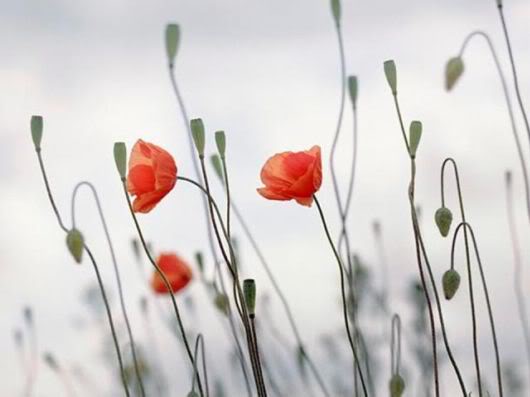 Wonderful Photography Worth Watching