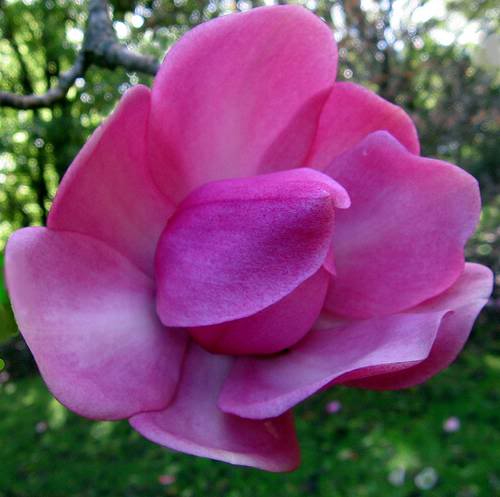 BeautifuL Magnolia Flower Tree