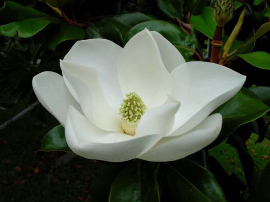 BeautifuL Magnolia Flower Tree